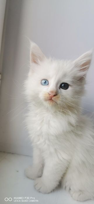 Котята Мейн Кун белые
