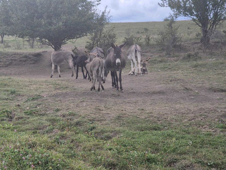 Magarite bune de lapte sezonul acesta