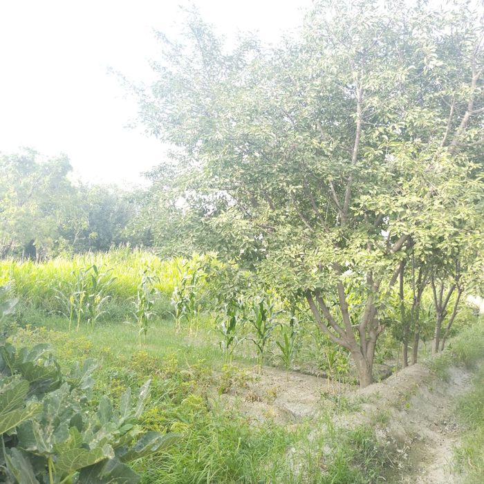 6 соток ер сотилади