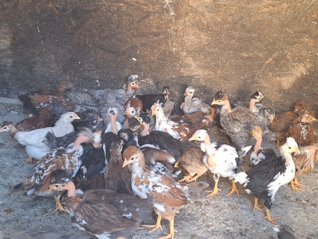 Pui rasă mixtă moțați (cocoși)