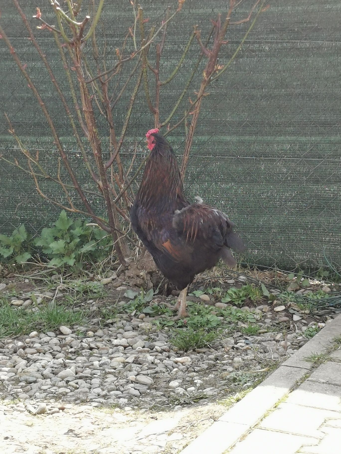 Cocoș araucana potarnichiu salbatic