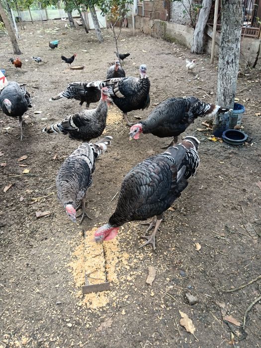 Vând găini pitice și curci