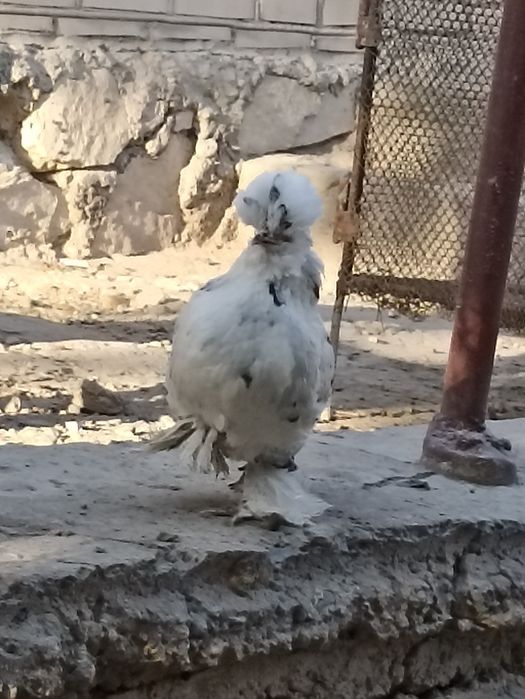 Японка тавукчалар сотилади