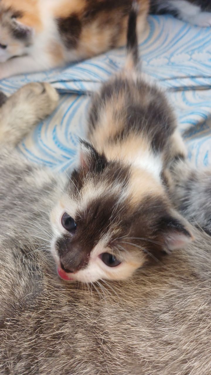 Котята бесплатно