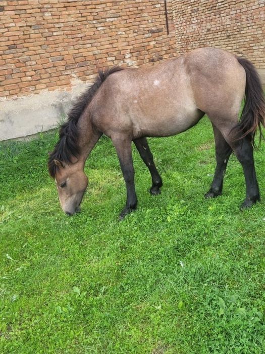 De vânzare iapă cu mânză preț9000 de vânzare urgent