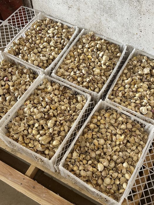 Usturoi pentru plantat si de consum