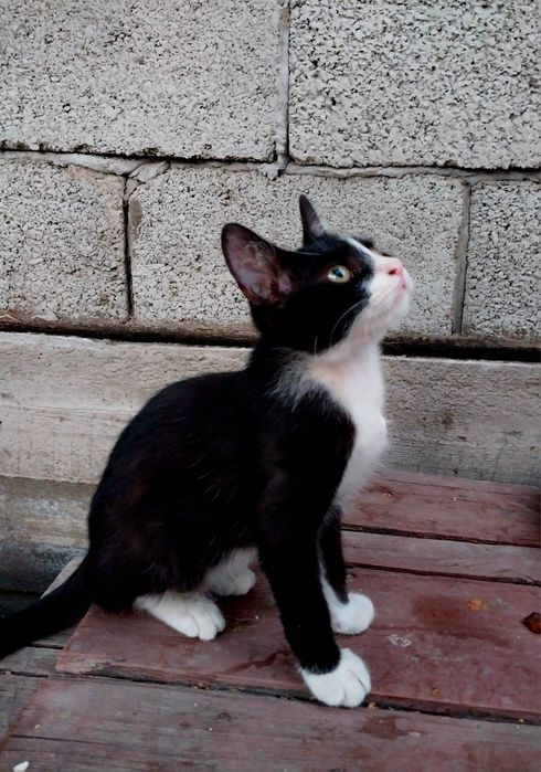 Котики в добрые руки