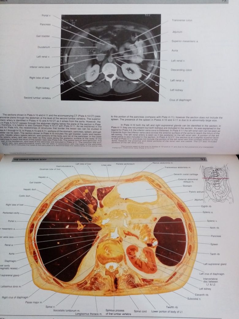 Atlas anatomic uman