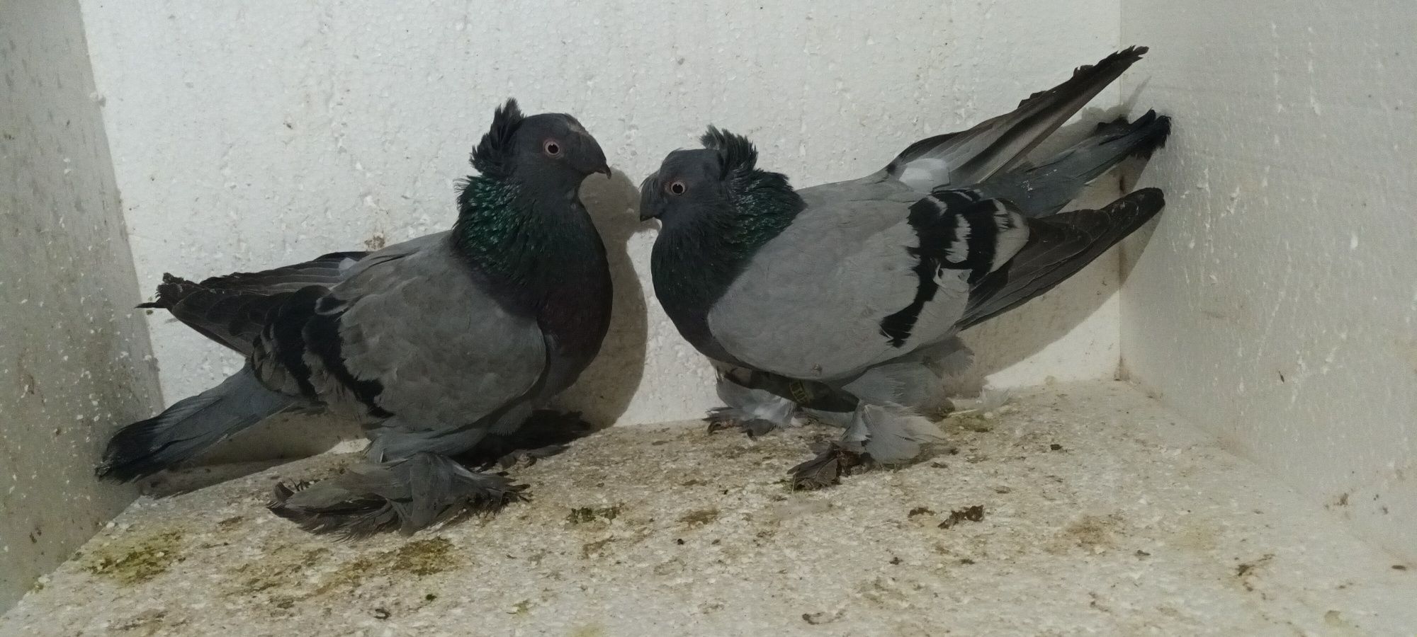 Porumbei jucători de Botoșani