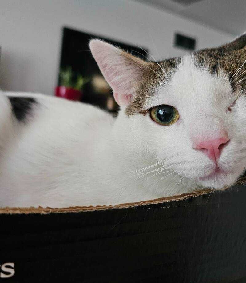 Котак на 1 година