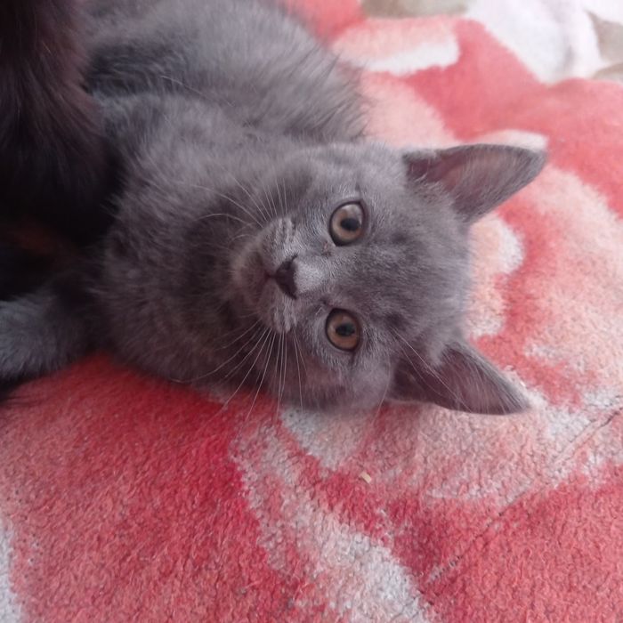 Отдам котят бесплатно