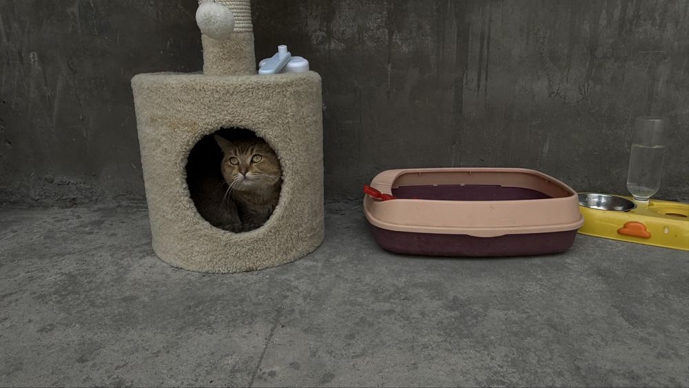 Кошка шиншила (Симба) + все аксессуар