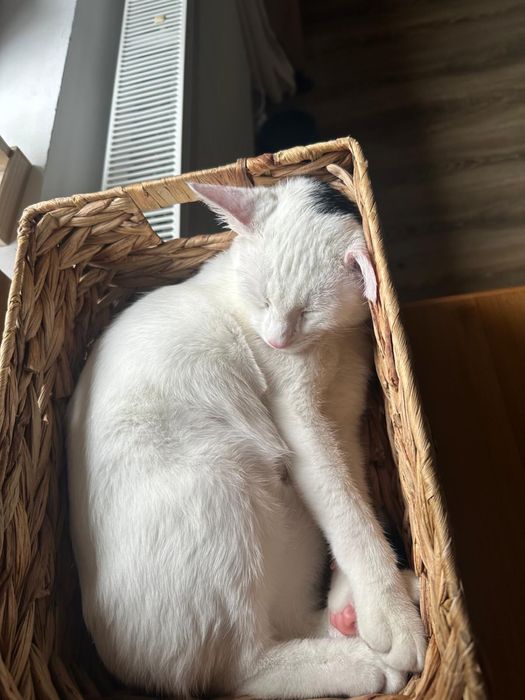 Pisic pentru adoptie