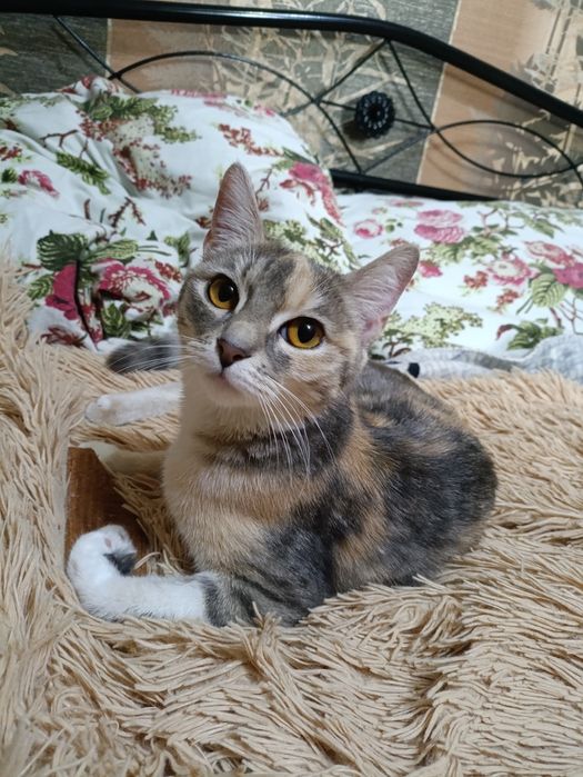 Кошечка в любящие руки!