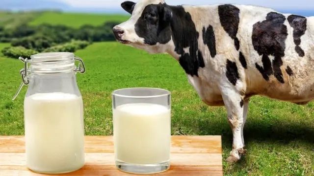 Күнделікті қолдың сүті бар