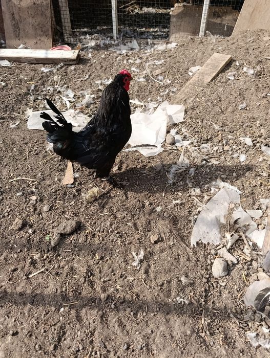 Tovuq xoʻroz bramala sotiladi