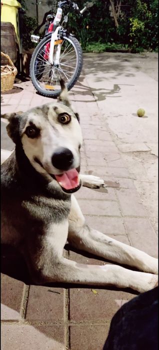 Ogar - Husky - femela - donație