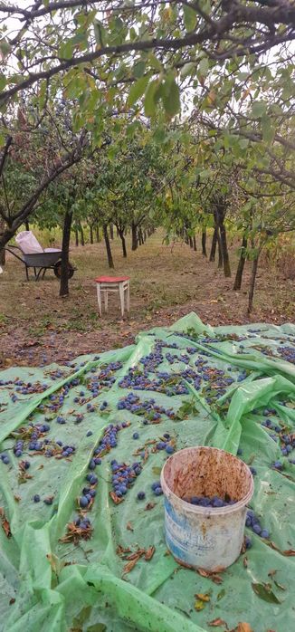 Vand prune si zeama de prune
