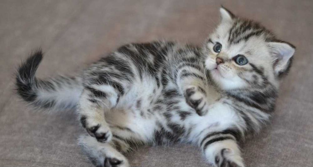Шотландские Котята 40000