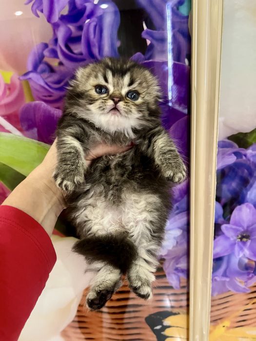 Шотланский Скотиш Фолд!