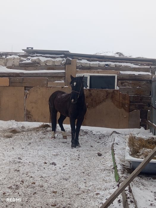 Продам жеребца ездовой кастрат