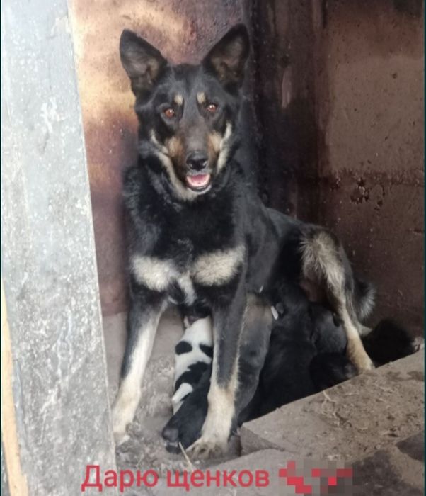 Дарю щенят будут средние кому надо забирайте . Находимся на кунгее. И