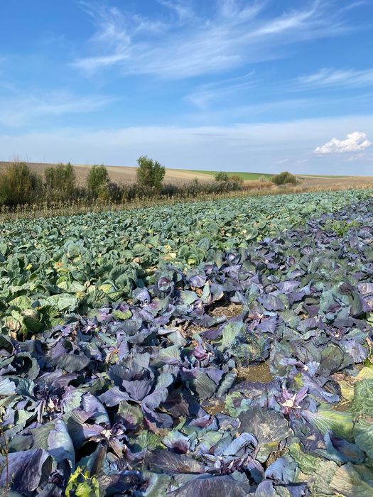 Varză de Buzău , foaie subțire , dulce