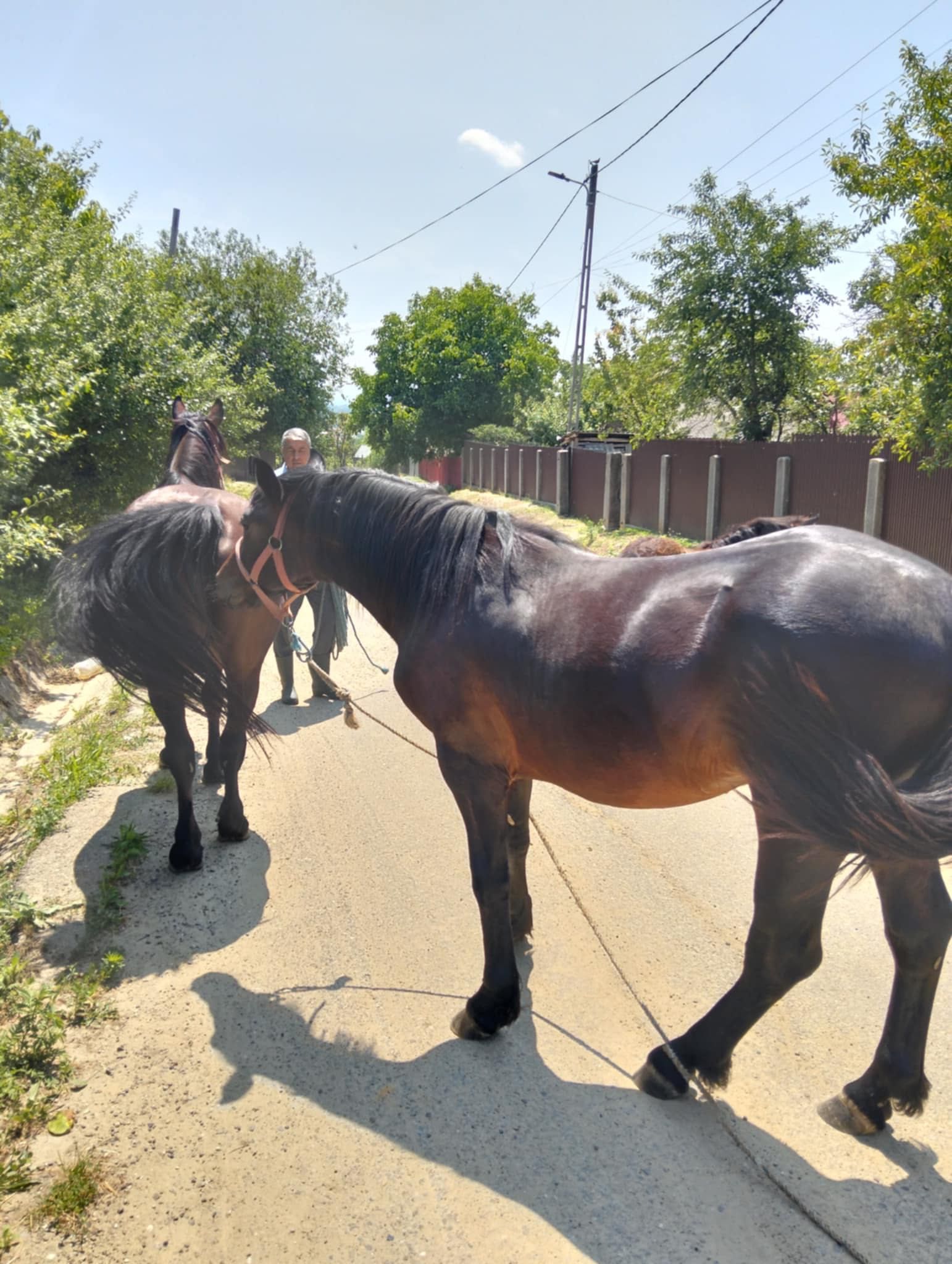 Vând iapă cu armăsar de un an și mânză de anul ăsta