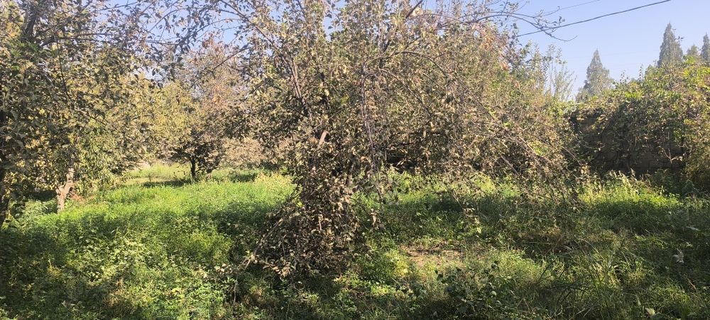 Afrosiyob mahallasi Furqat koʻchasi