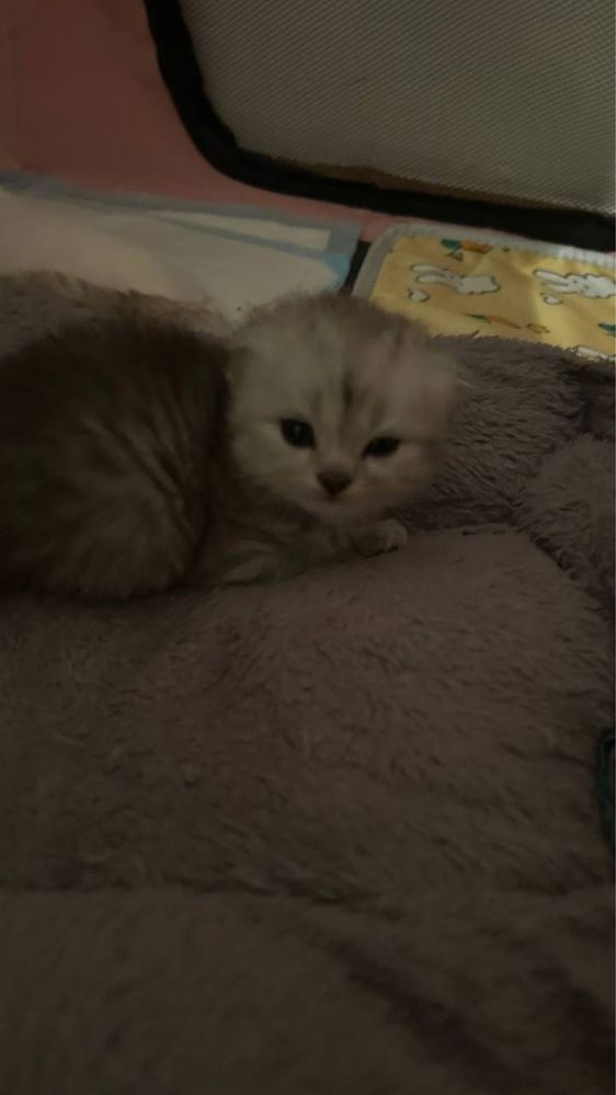 Котята. Шотландский котёнок
