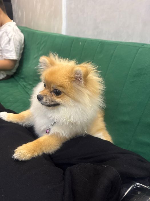 Помиранский щпиц