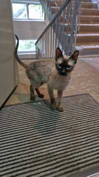 Продам сиамского кота. Молодой 7-8 месяцев. Сиамский кот.