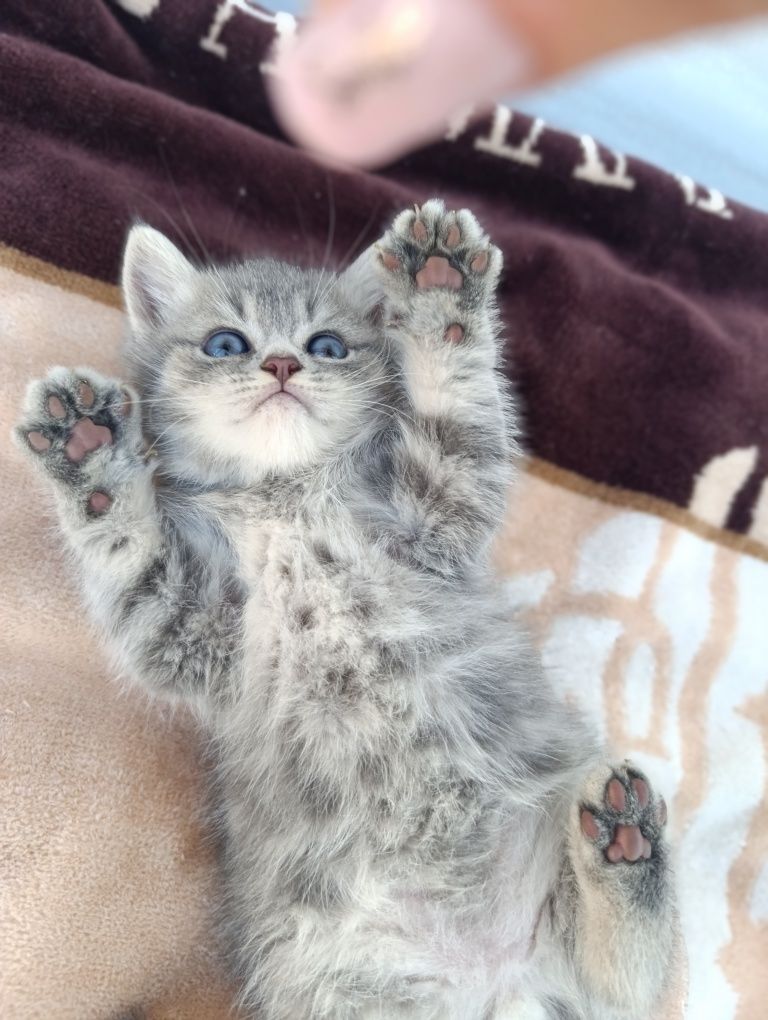 Котята чистокровные