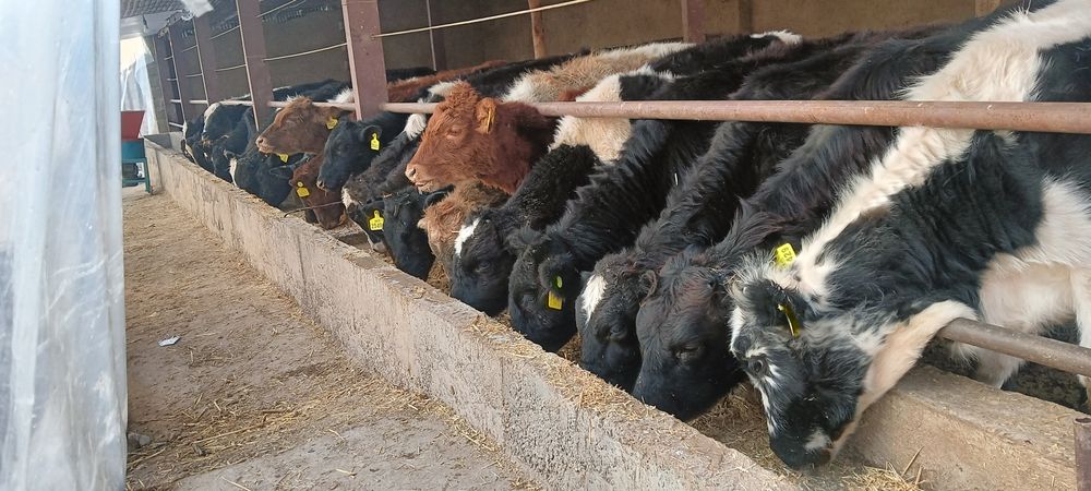 G'unajinla sotiladi siro'chna