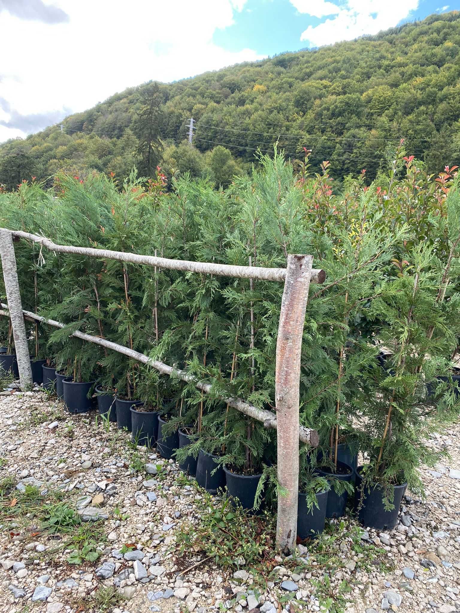 Leylandii 1.50m - 3m - Arborii ideali pentru protecție și estetică!