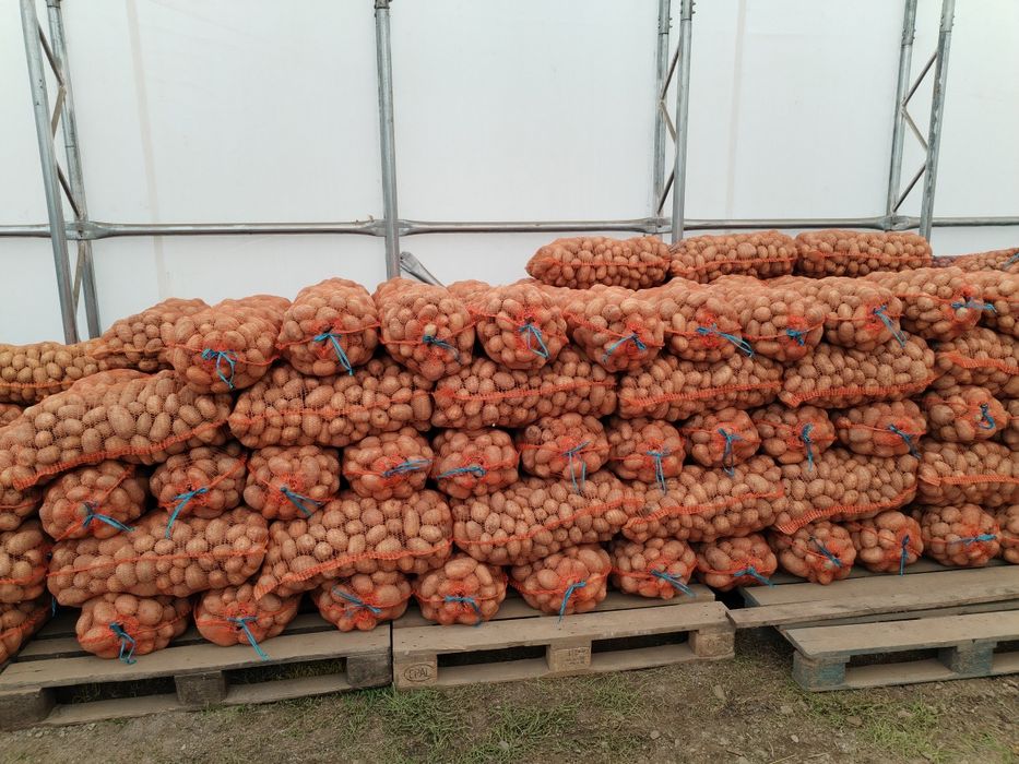 Cartofi Marabell 1,5