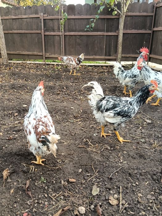 Pita pinta asturiana