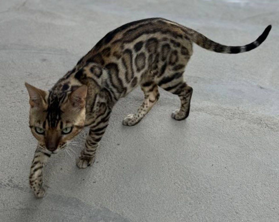 Bengal karalevski