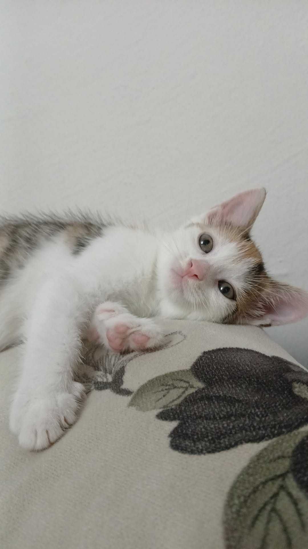 O minune pufoasă își caută o familie iubitoare