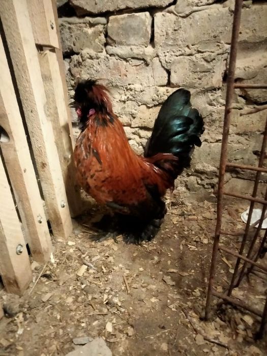 Продам карлик петушок