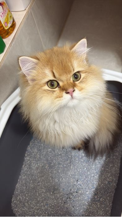 British longhair Mascul