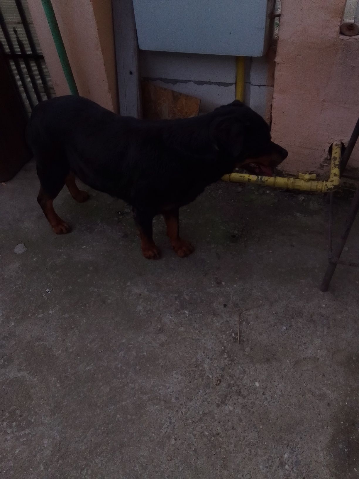 Donez femela rottweiler