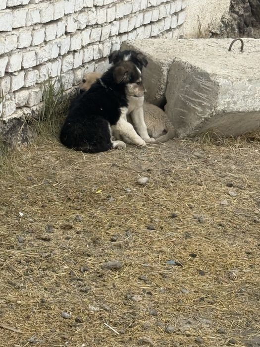 Отдам в хорошие руки