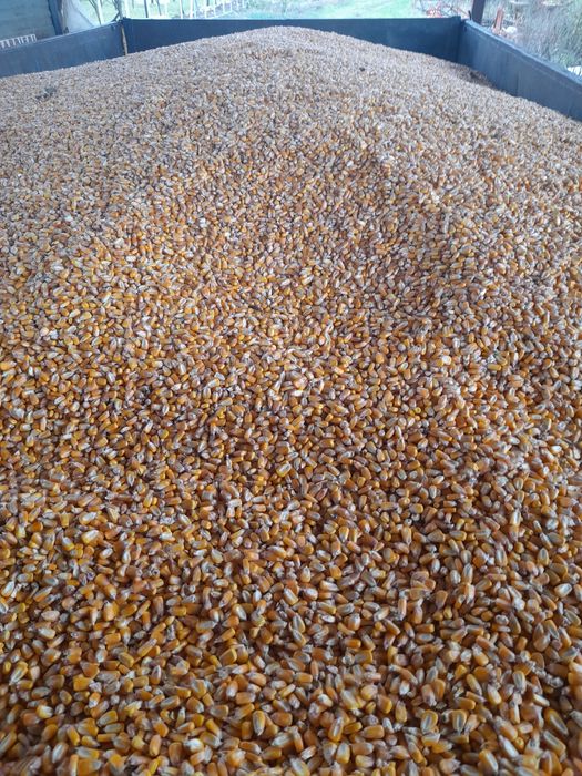 Porumb de vanzare anul 2025