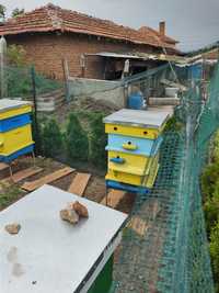 Пчелни семейства с кошерите