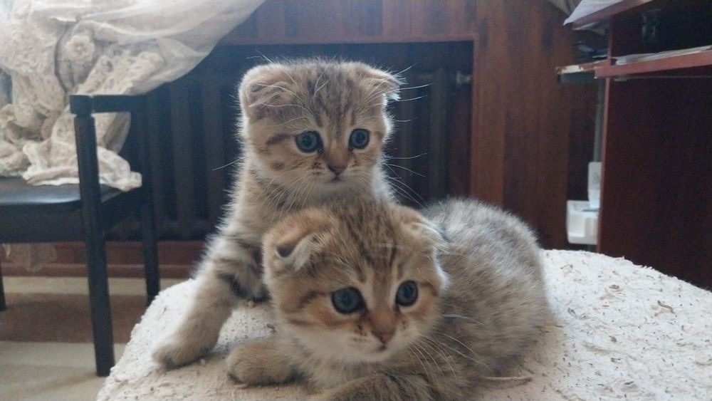 Кошки скотиш фолд + британский