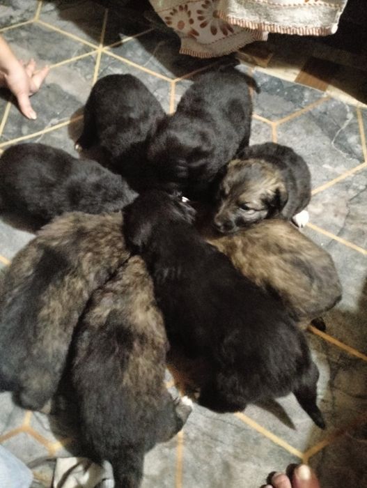 Отдам в хорошие руки. Щенкам 1 месяц, кушают уже сами.