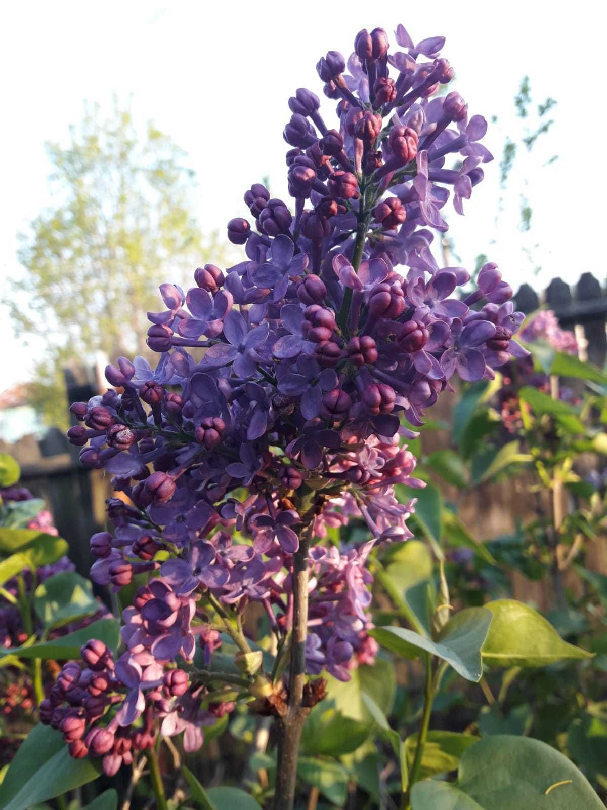 Vand pui de liliac, mana Maicii Domnului, iasomie(lămâiță) si mur