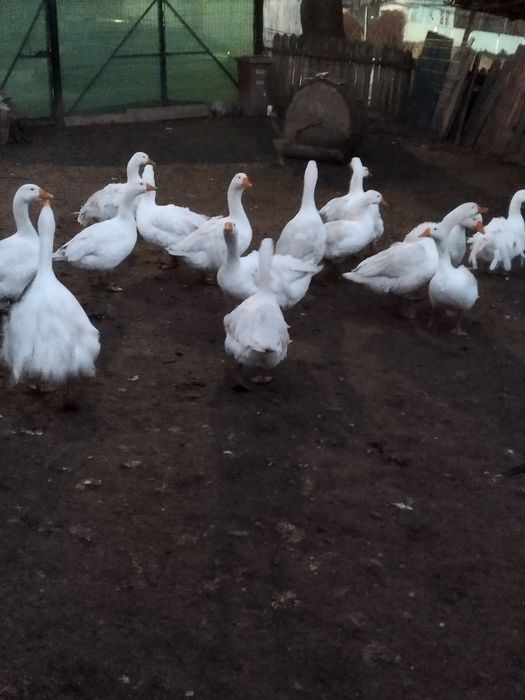 Rate leșești și gâște românești