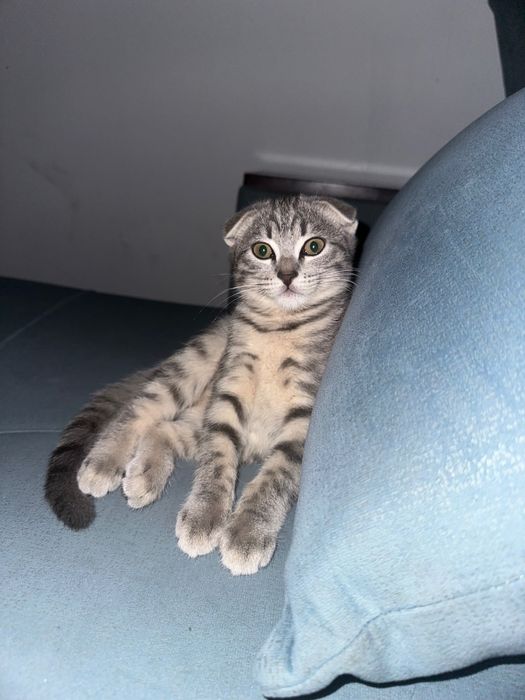 Кошка порода шотландские вислоухий